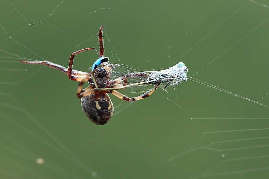 Larinioides sp.
